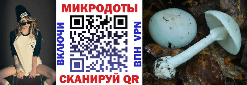 ссылка на мегу как зайти  даркнет сайт  Воронеж  Псилоцибиновые грибы Psilocybine cubensis 
